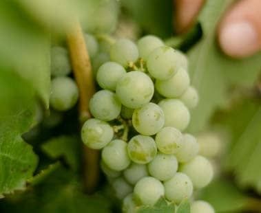 Eine Person die Weintrauben prüft