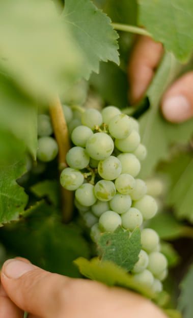 Person that is inspecting some green grapes